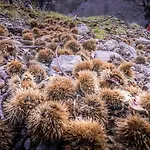 Ecolieu La Bernarde - Graphique